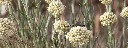 Helichrysum-stoechas